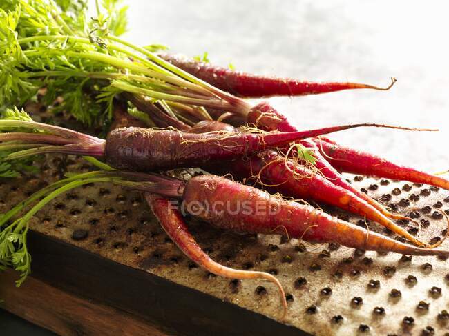 Zanahorias rojas recién cosechadas con hojas - foto de stock