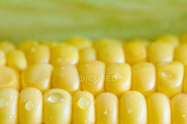 Maïs en épi avec gouttelettes d'eau — Photo de stock
