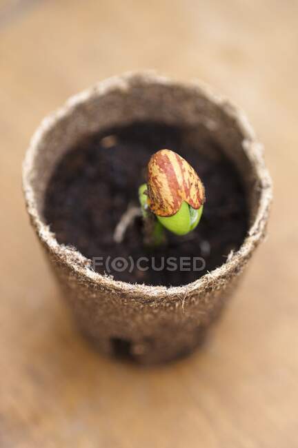 A seedling in a pot — Stock Photo