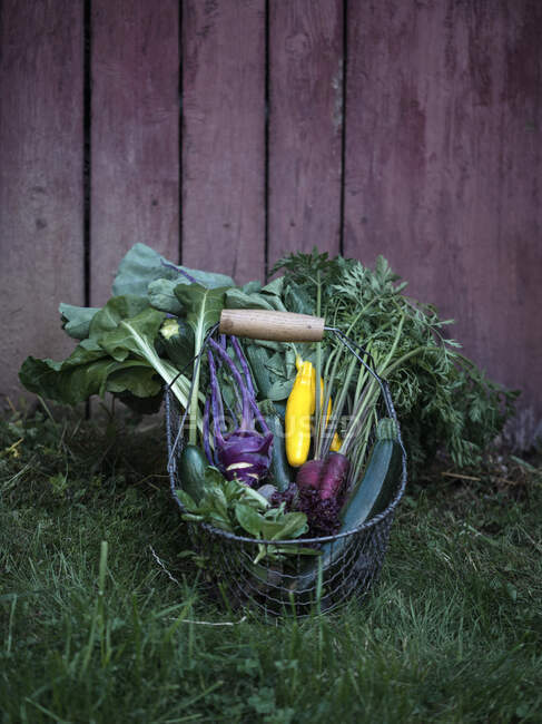 Un cesto di verdure appena raccolte — Foto stock