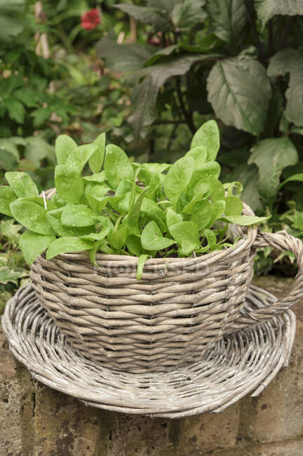 A wicker cup and saucer used for seedlings outside in summer — Stock Photo