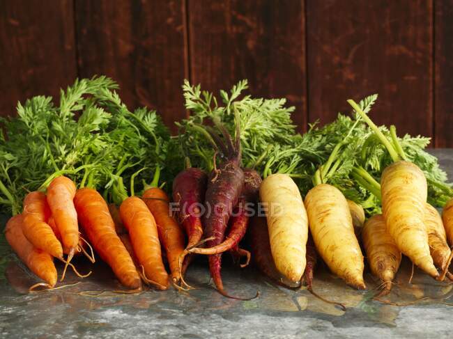 Свежая собранная морковь трех цветов с зелеными стеблями — стоковое фото
