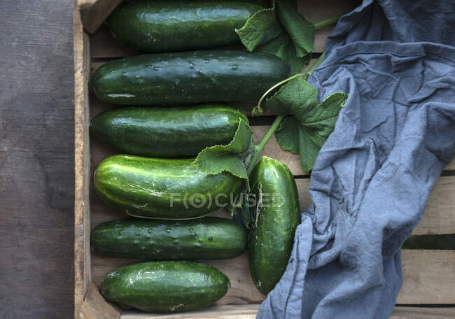 Freshly harvested cucumbers (cucumis sativus) with leaves in a wooden crate — Stock Photo