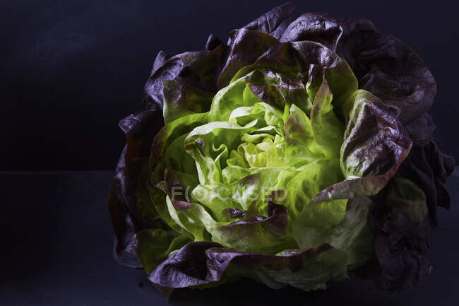 Batavia lettuce close-up — стокове фото