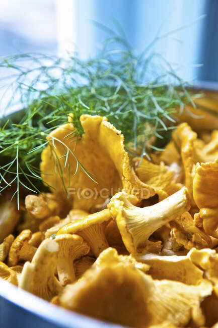 Fresh chanterelles with fresh dill in bowl — Stock Photo