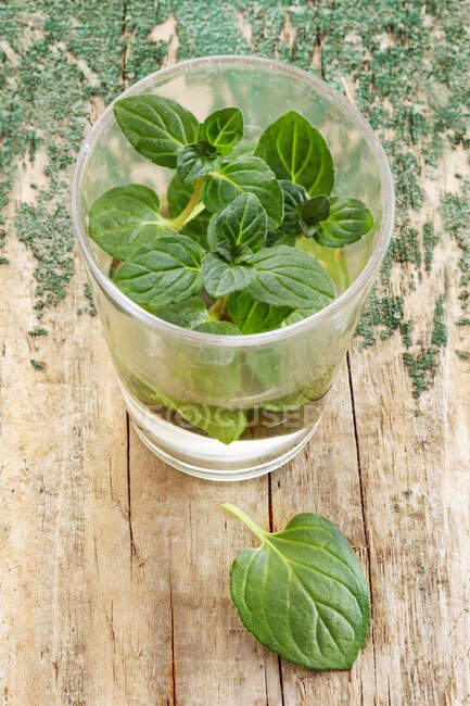 Fresh mint in a glass of water — Stock Photo