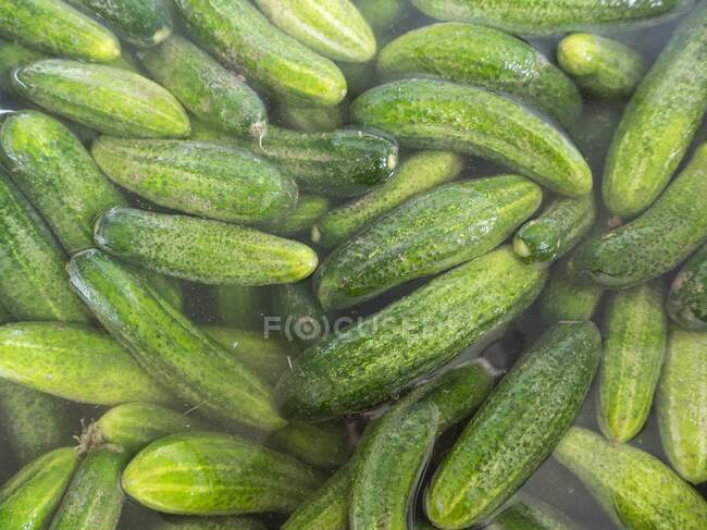 Pickling cucumbers being watered before being pickled — Stock Photo