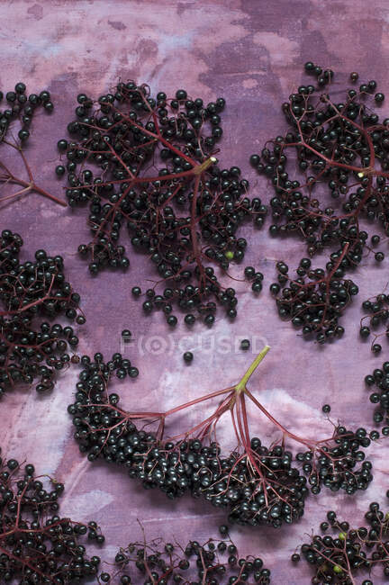 Frische Holunderbeeren auf violettem Hintergrund — Stockfoto