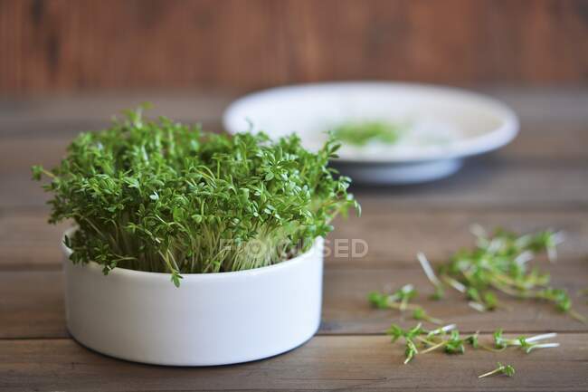 Fresh cress in a pot and on a plate — Stock Photo