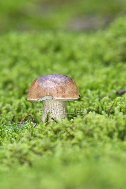 A nibbled bitterling (bitter bolete) in the forest — Stock Photo