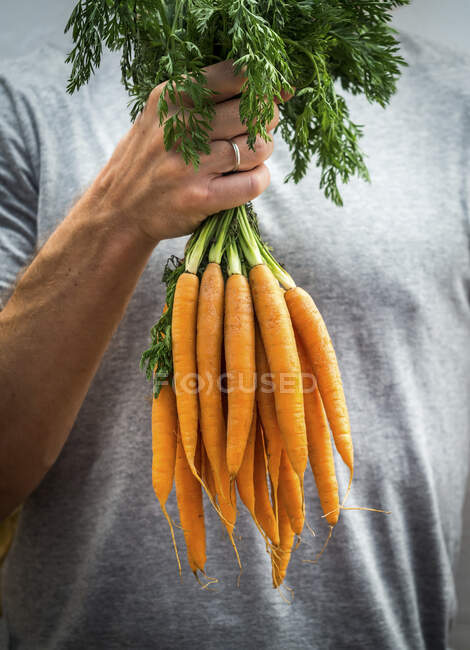 Hombre sosteniendo un montón de zanahorias frescas - foto de stock