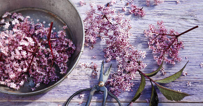 Arreglo de flores de saúco rosadas en sartén y sobre superficie de madera con tijeras - foto de stock