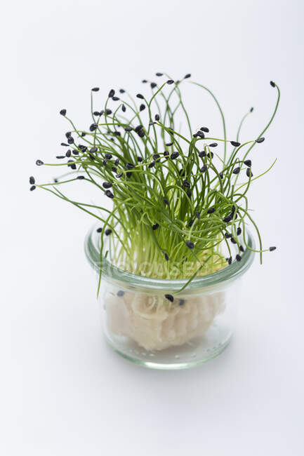 Onion sprouts in a small glass — Stock Photo