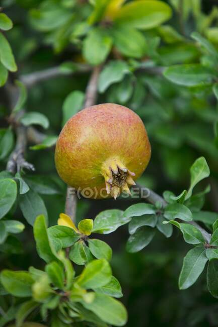 Pomegranate on the tree close-up view — Stock Photo