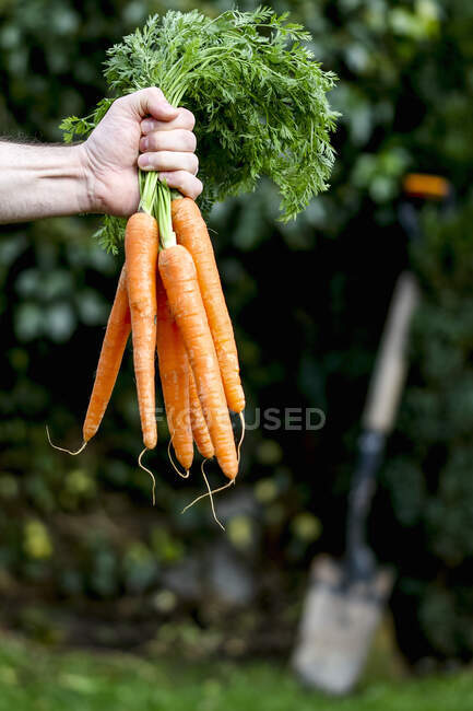 Mão que segura ramo de cenouras de primavera — Fotografia de Stock
