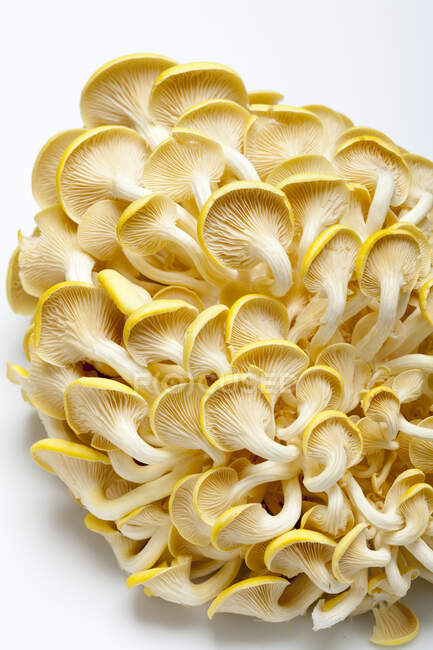 Lemon mushrooms on a white surface (from below) — Stock Photo