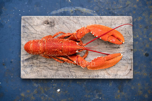 Cooked lobster on chopping board — Stock Photo