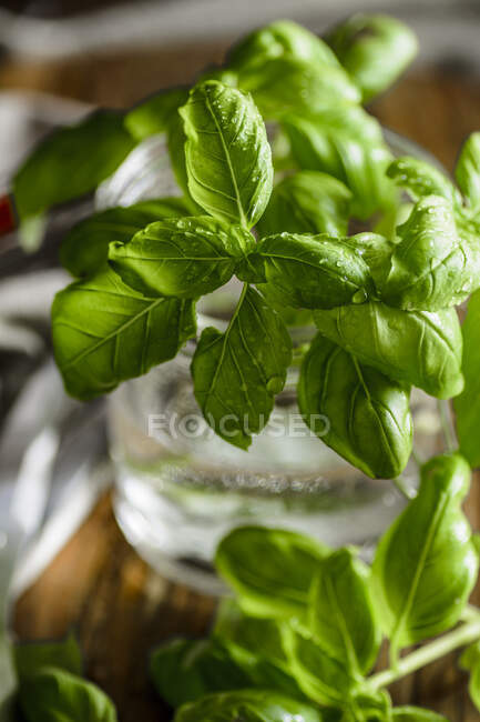 Basilic frais en pot avec de l'eau, gros plan — Photo de stock