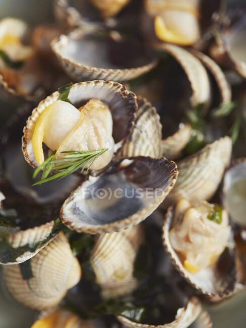 Steamed cockles (close-up) — Stock Photo