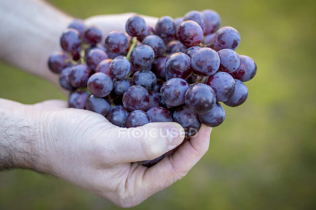 Виноград в руках крупным планом — стоковое фото