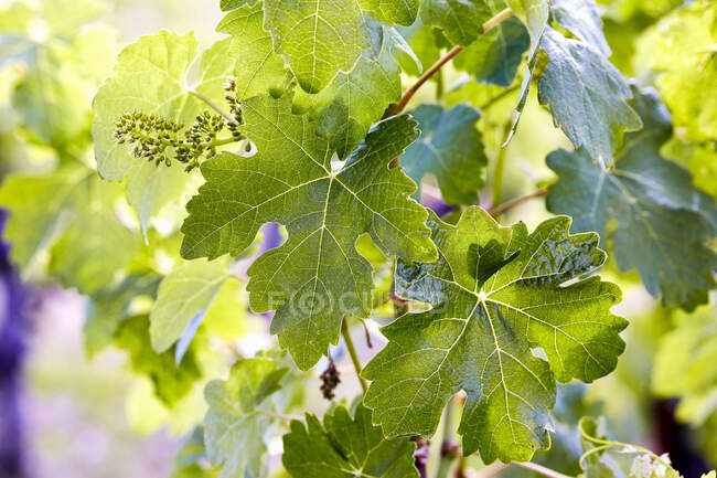 Неспілий виноград на виноградині навесні. — стокове фото