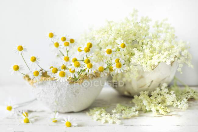 Flores de manzanilla en un frasco de vidrio sobre un fondo blanco - foto de stock
