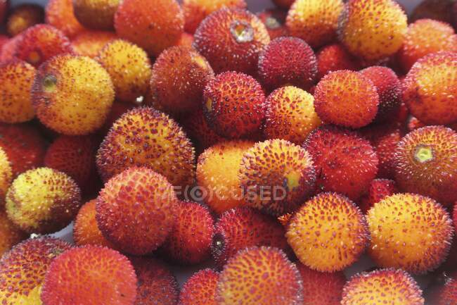 Frutos del árbol de fresa - foto de stock
