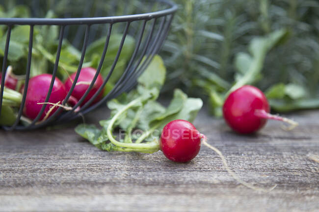 Radishes in a wire basket and next to it — Stock Photo