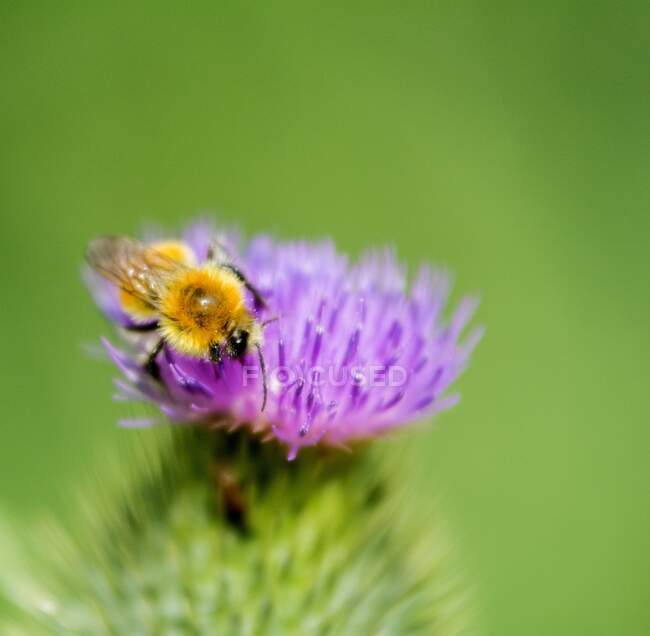 Bee on purple thistle flower, close up shot — Stock Photo