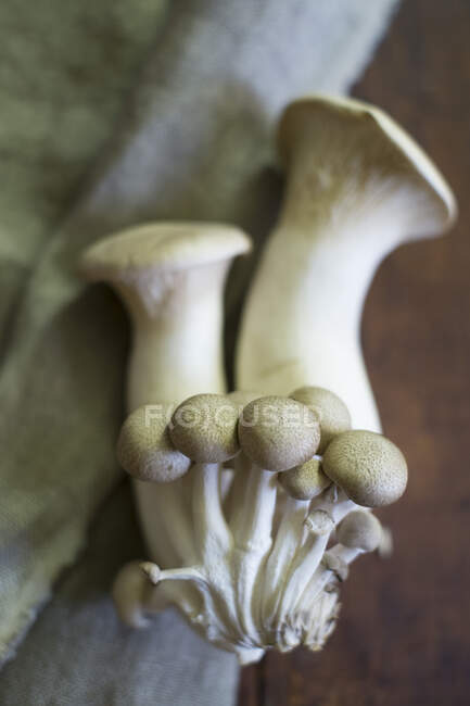 Fresh mushrooms  close-up view — Stock Photo