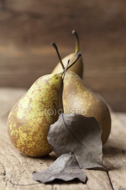Three organic Conference pears with leaves — Stock Photo