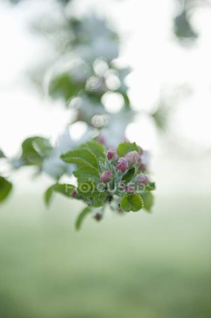 Floración de manzanas en ciernes vista de cerca - foto de stock