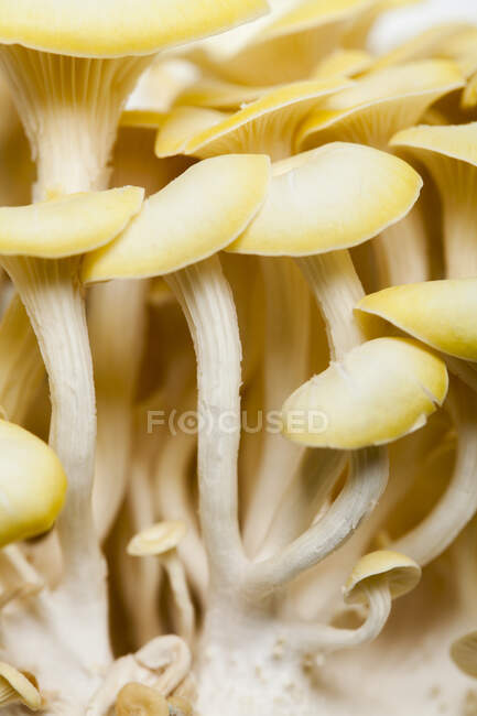 Lemon mushrooms (edge to edge) — Stock Photo