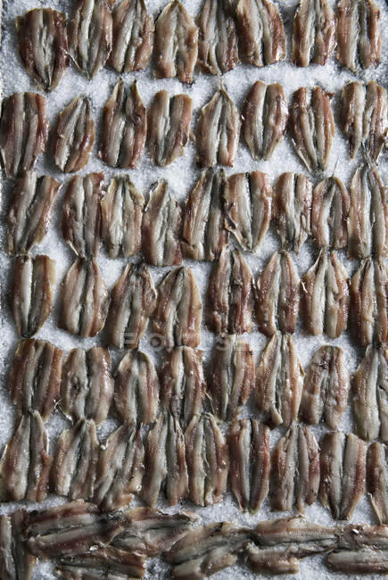 Rows of anchovies on a bed of salt — Stock Photo