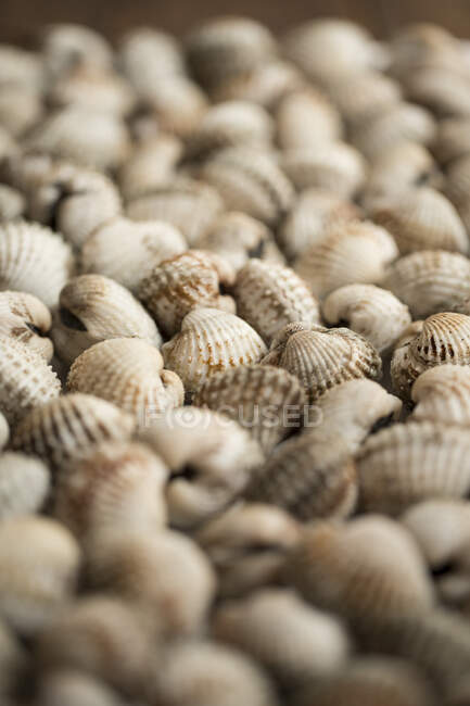 Fresh clams close-up view — Stock Photo