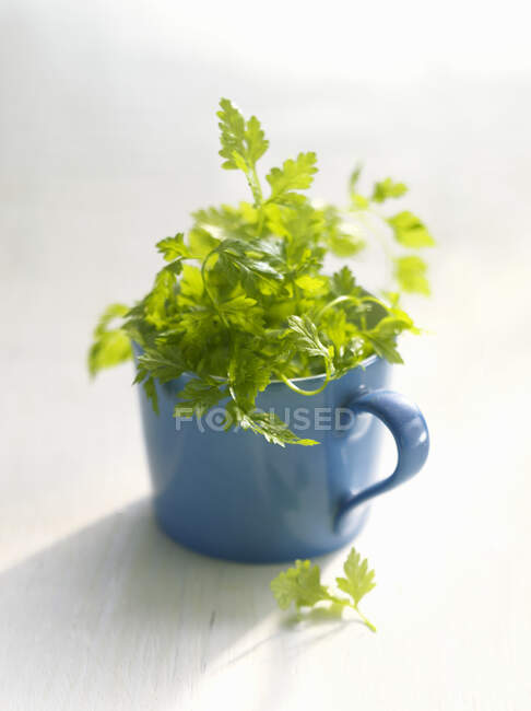 Fresh chervil in a blue mug — Stock Photo