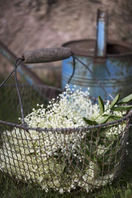 Flores frescas de saúco en canasta de alambre en la hierba - foto de stock