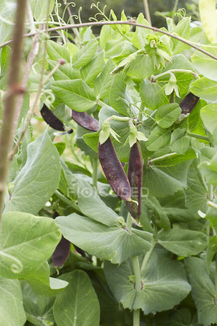 Mangetout 'Shiraz' plants close-up view — Stock Photo