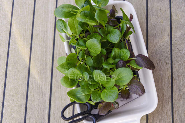 Las hojas asiáticas de ensalada en la cacerola - foto de stock
