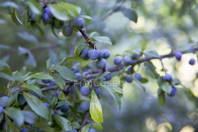 Sloes berries close-up view — Stock Photo