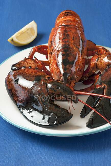 Lobster on platter close-up view — Stock Photo