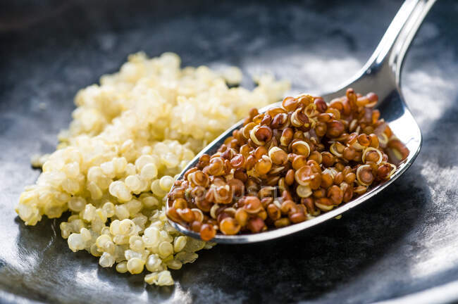 Zwei verschiedene Arten gekochter Quinoa — Stockfoto