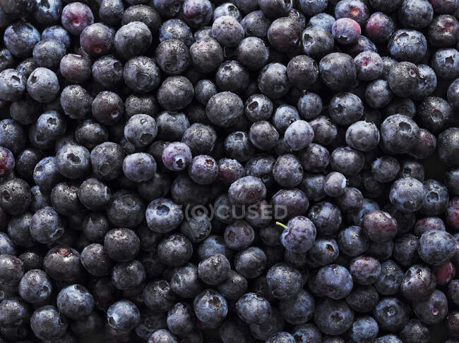 Blueberries fresh close-up view — Stock Photo