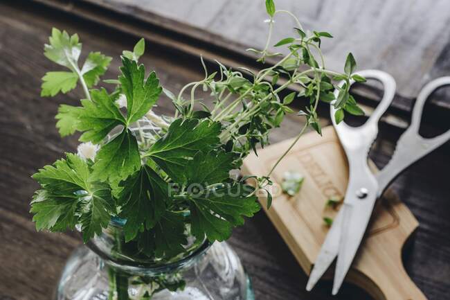 Свіжі трави: чебрець і петрушка в скляній банці і ножиці на фоні — стокове фото