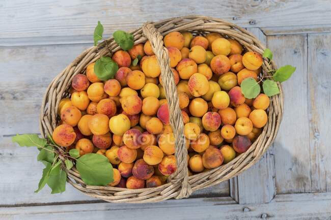 Abricots fraîchement cueillis dans un grand panier avec des feuilles vertes — Photo de stock