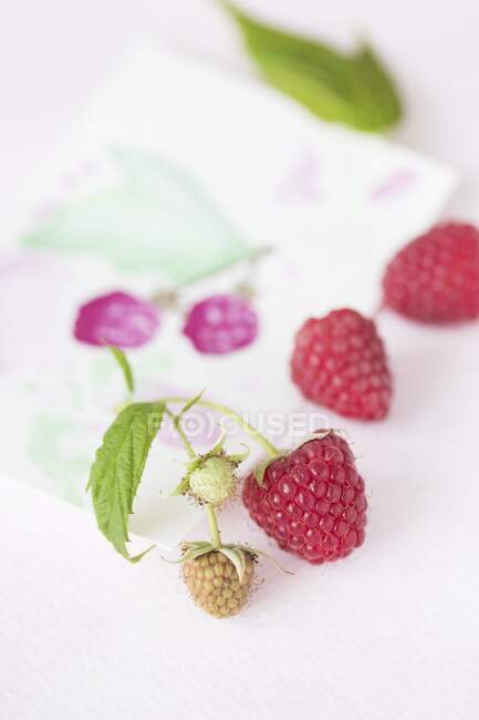 Fresh ripe and green raspberries with leaves — Stock Photo
