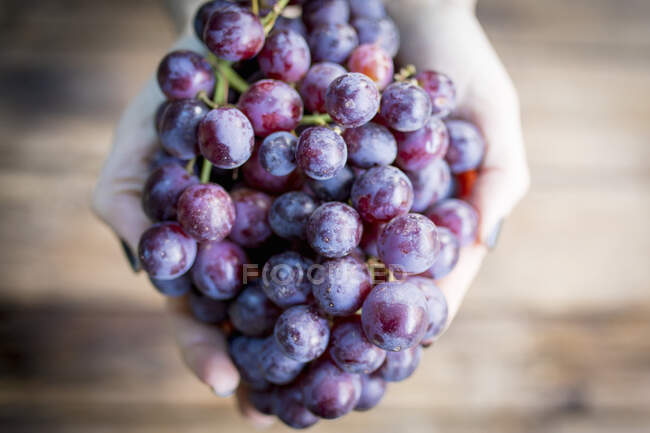 Grapes in hands close-up view — Stock Photo