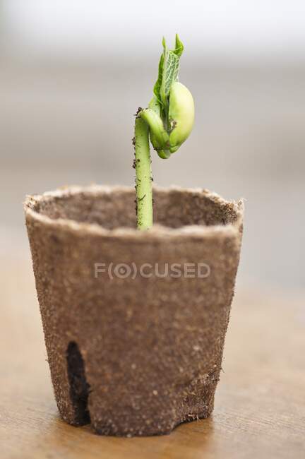 Uma planta cultivada de sementes em um pote — Fotografia de Stock
