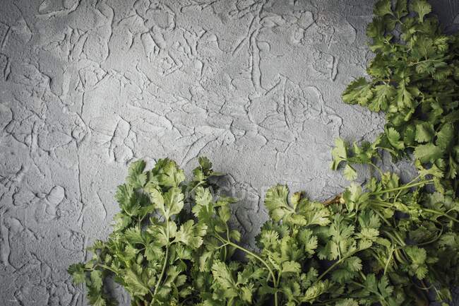 Fresh coriander on a grey background — Stock Photo