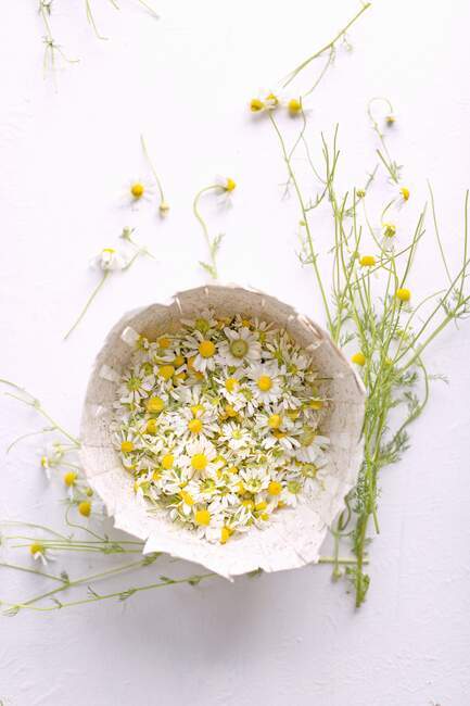 Fresh chamomile blossoms in a cardboard bowl — Stock Photo